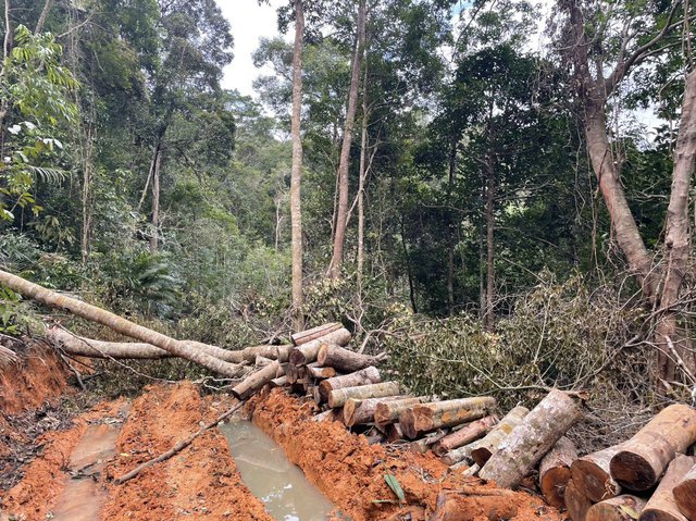 Địa phương muốn giao khu rừng ở xã Ninh Ích cho đơn vị khác để quản lý,bảo vệ - Ảnh 1.