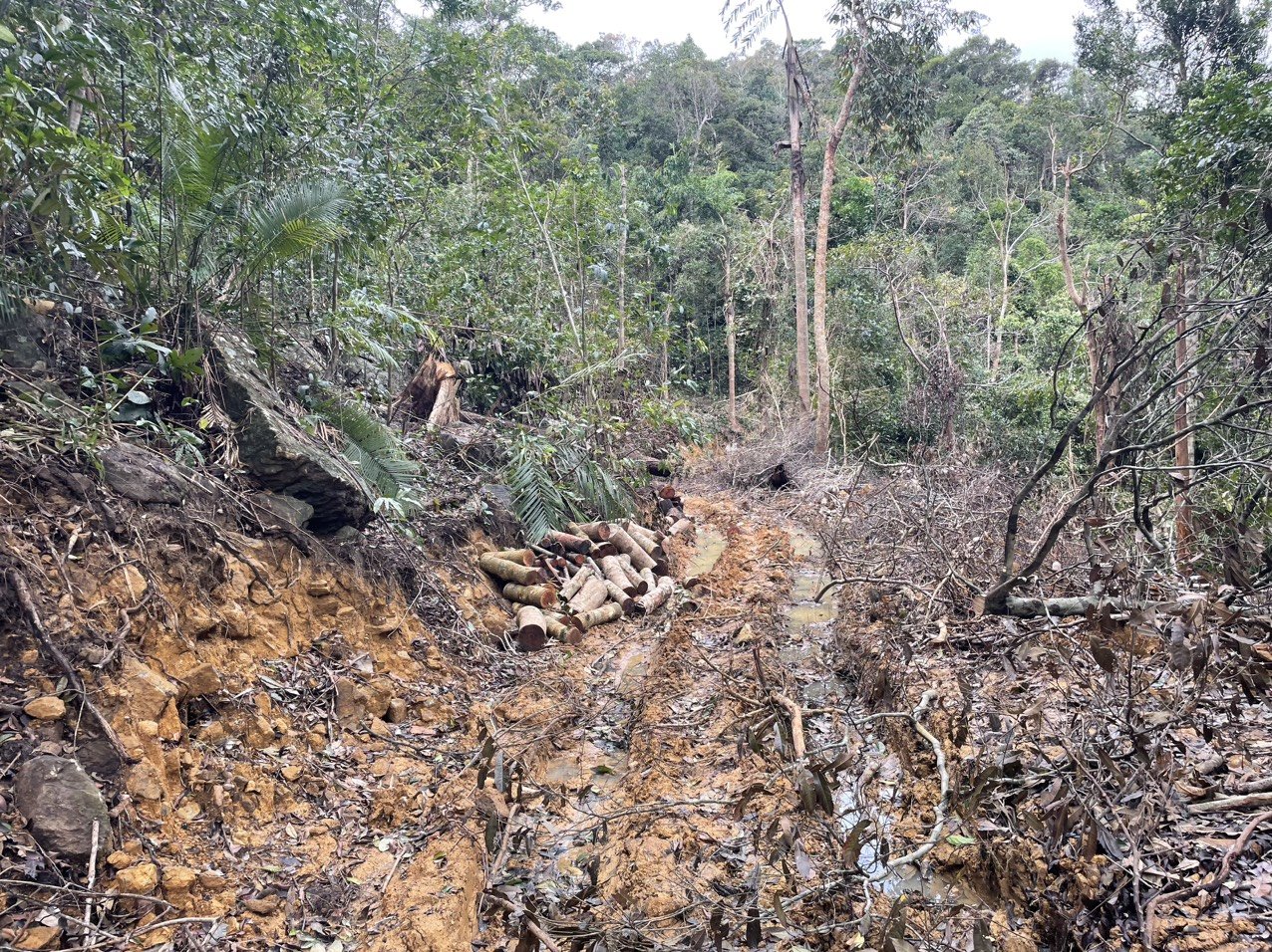 Địa phương muốn giao khu rừng ở xã Ninh Ích cho đơn vị khác để quản lý,bảo vệ - Ảnh 2.