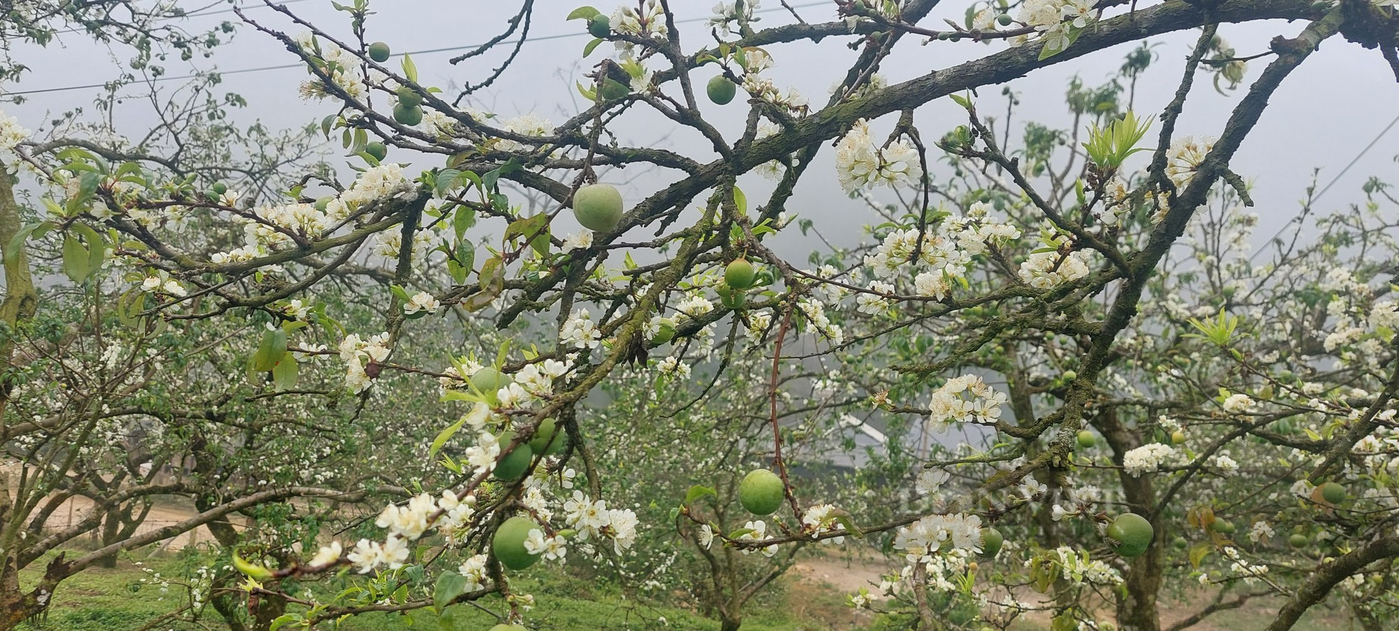 Nông dân người Mông trồng mận hậu trái vụ, giá bán gấp 3 - 4 lần - Ảnh 3.