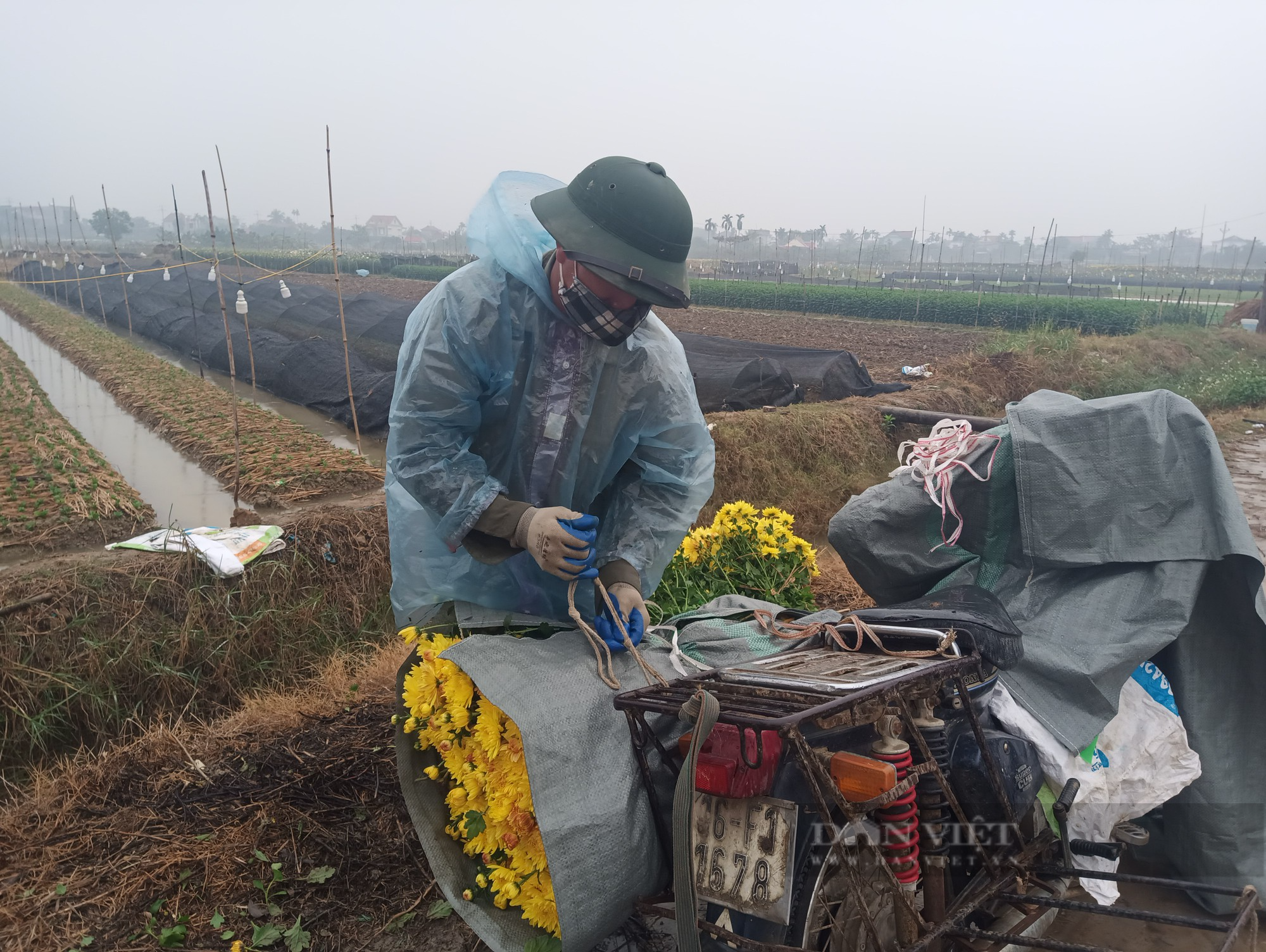 Nông dân vùng hoa rực rỡ nhất tỉnh Hải Dương thu bộn tiền nhờ bán hoa Tết - Ảnh 1.