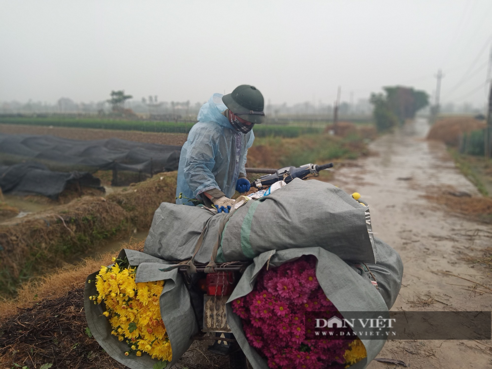 Nông dân vùng hoa rực rỡ nhất tỉnh Hải Dương thu bộn tiền nhờ bán hoa Tết - Ảnh 3.