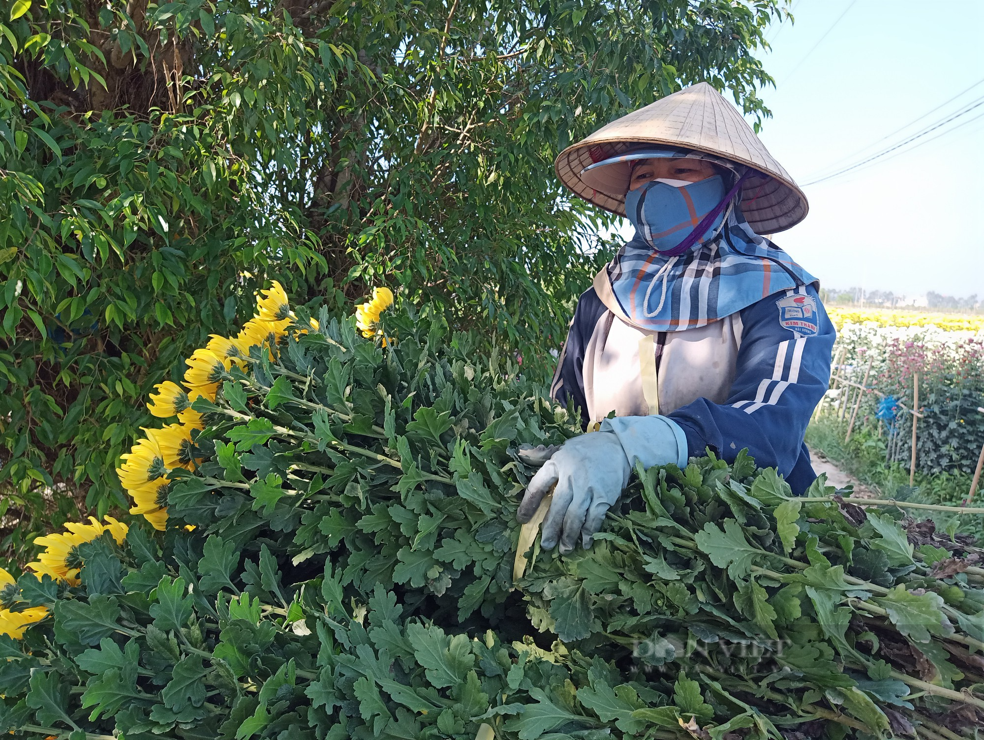 Nông dân vùng hoa rực rỡ nhất tỉnh Hải Dương thu bộn tiền nhờ bán hoa Tết - Ảnh 4.