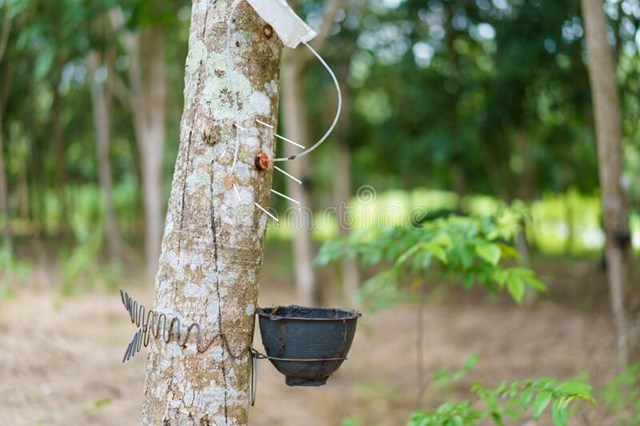 Giá cao su hôm nay 10/2: Giá cao su giảm đỏ toàn thị trường - Ảnh 3.