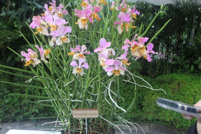 Loài hoa lan được Singapore đặt theo tên Thủ tướng Phạm Minh Chính và phu nhân có gì đặc biệt? - Ảnh 2.