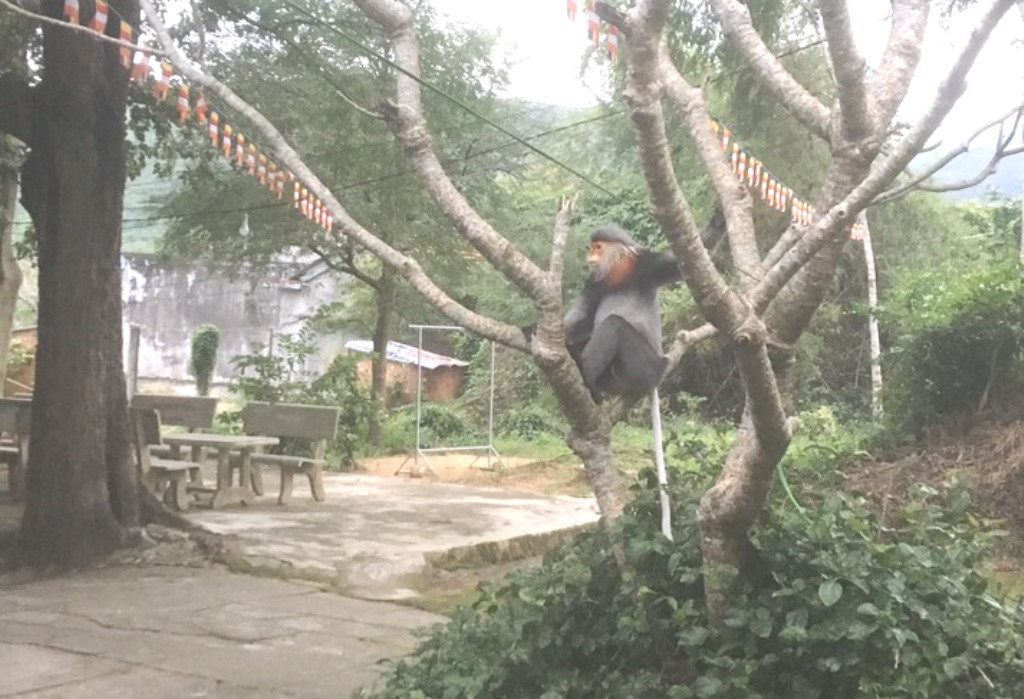 3 cá thể voọc chà vá chân xám xuất hiện ở sân chùa tại Phú Yên - Ảnh 1.