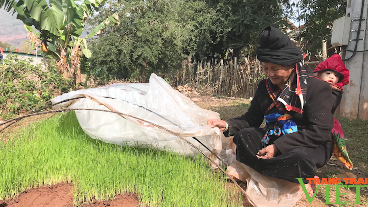 Yên Châu: Xuống giống gieo cấy lúa xuân - Ảnh 1.