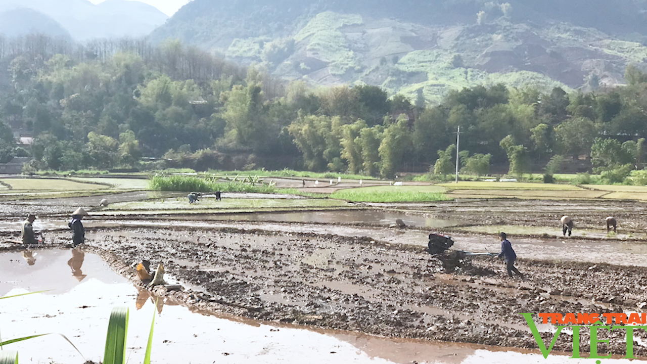 Yên Châu: Xuống giống gieo cấy lúa xuân - Ảnh 3.