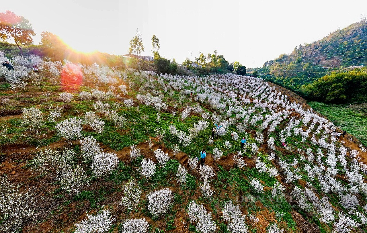 Mê mẫn vườn hoa nhất chi mai nở trắng như tuyết trong lòng thành phố Lai Châu - Ảnh 2.