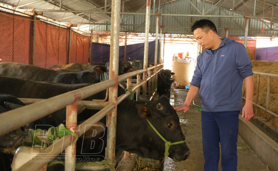 Thái Bình: Nuôi giống bò to bự, ví như &quot;cỗ máy sản xuất thịt&quot;, công nhân được trả lương 5 triệu/tháng - Ảnh 1.