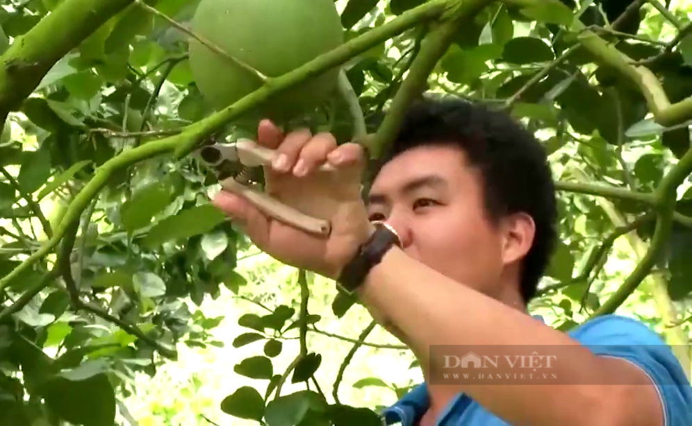 Chuyển hướng trồng loại trái vừa bỗ dưỡng vừa là thuốc quý, anh nông dân thu lời tiền tỷ mỗi năm  - Ảnh 3.