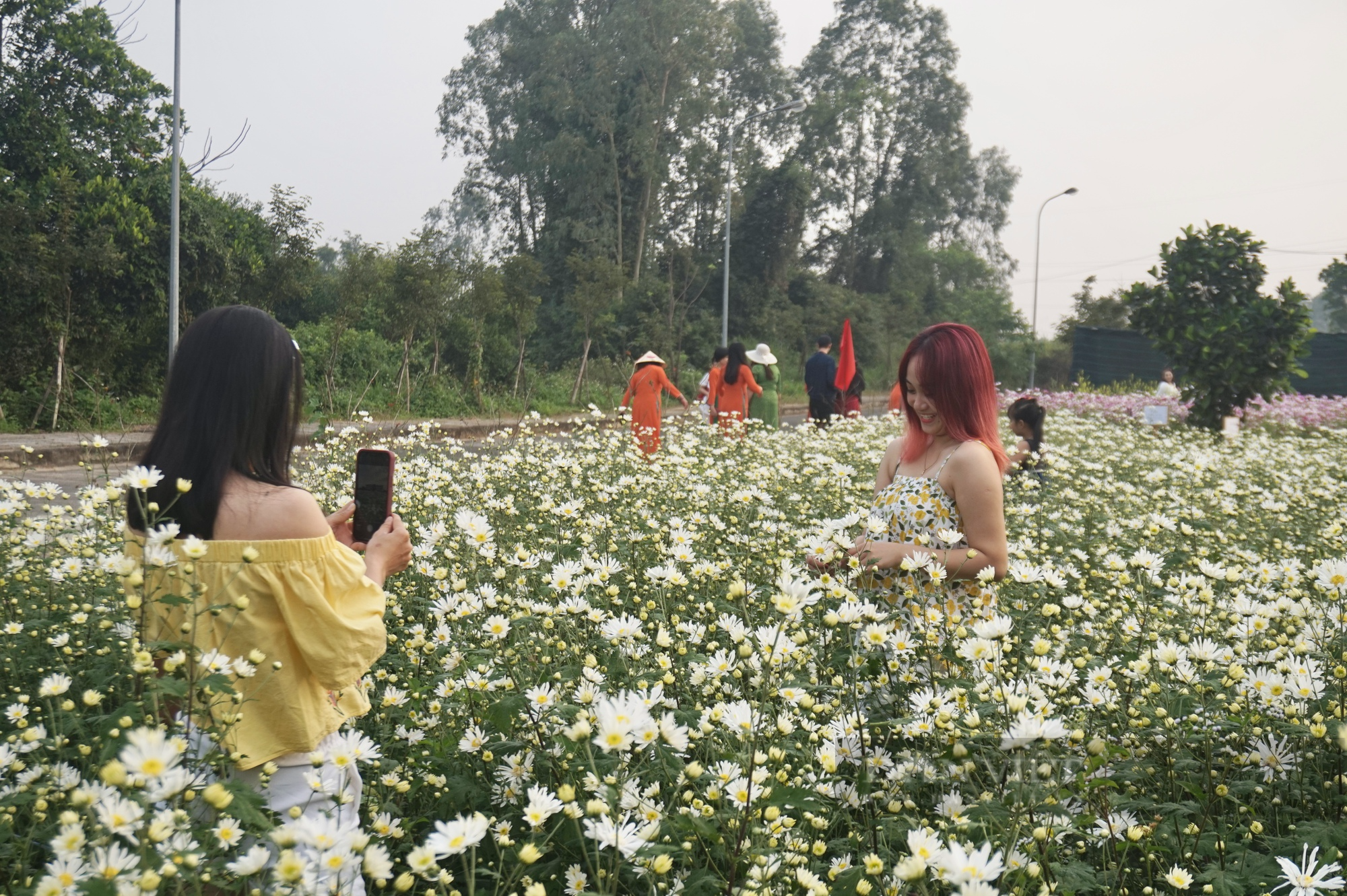 Giữa lòng Đà Nẵng có một vườn “hoa báo đông” làm chị em mê tít, xúng xích kéo về chụp ảnh - Ảnh 1.