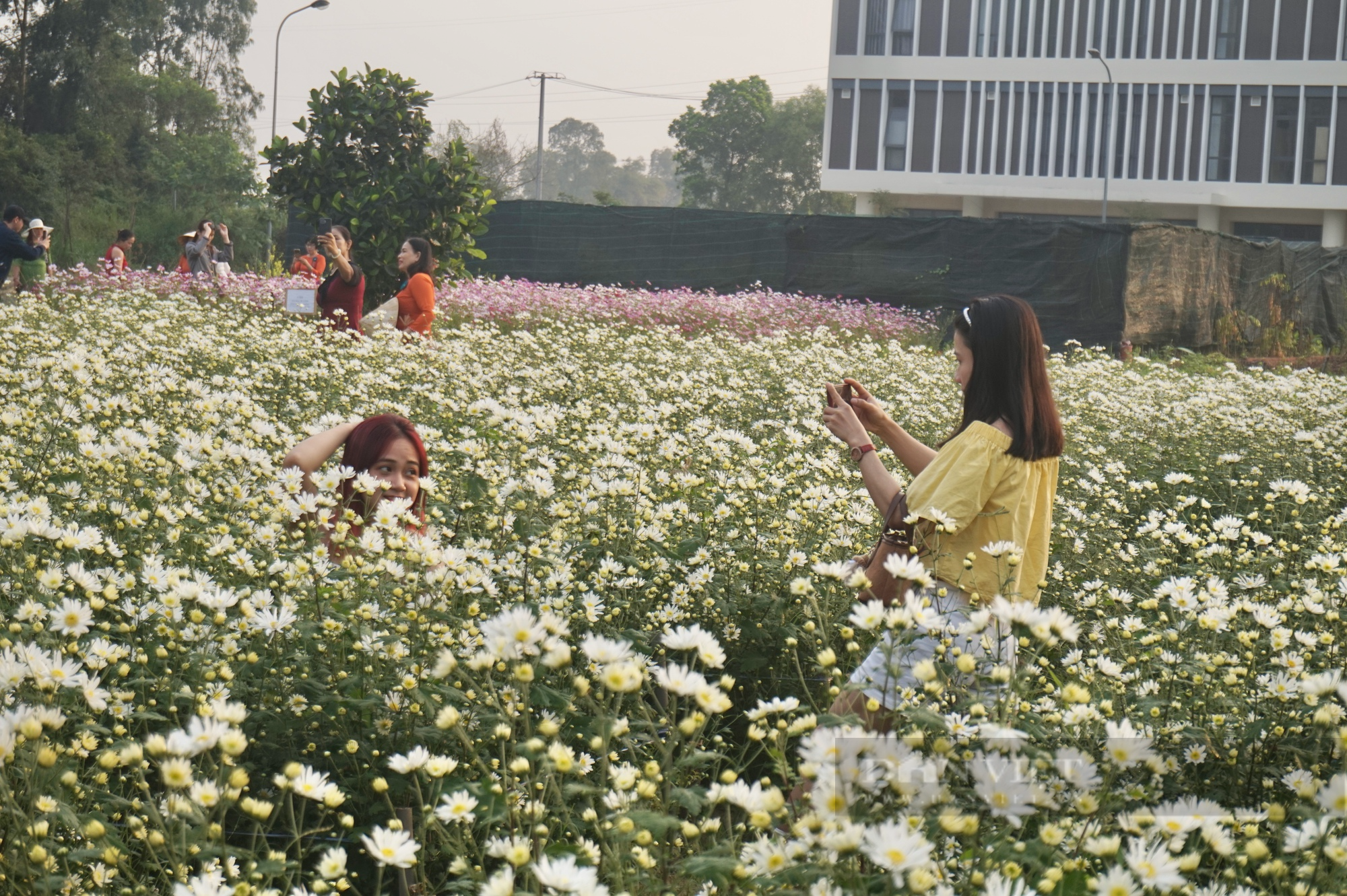 Giữa lòng Đà Nẵng có một vườn “hoa báo đông” làm chị em mê tít, xúng xích kéo về chụp ảnh - Ảnh 2.