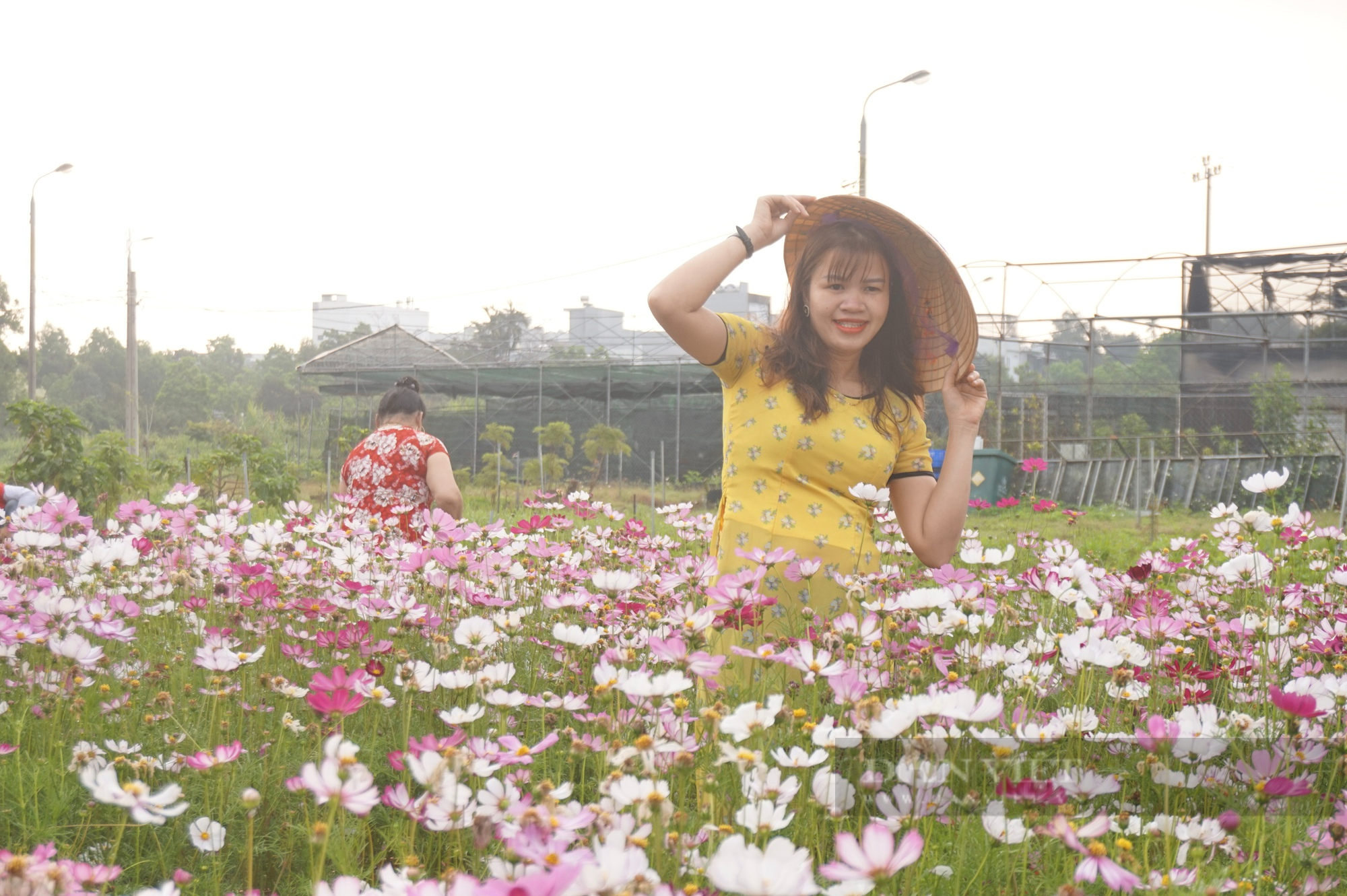 Giữa lòng Đà Nẵng có một vườn “hoa báo đông” làm chị em mê tít, xúng xích kéo về chụp ảnh - Ảnh 7.