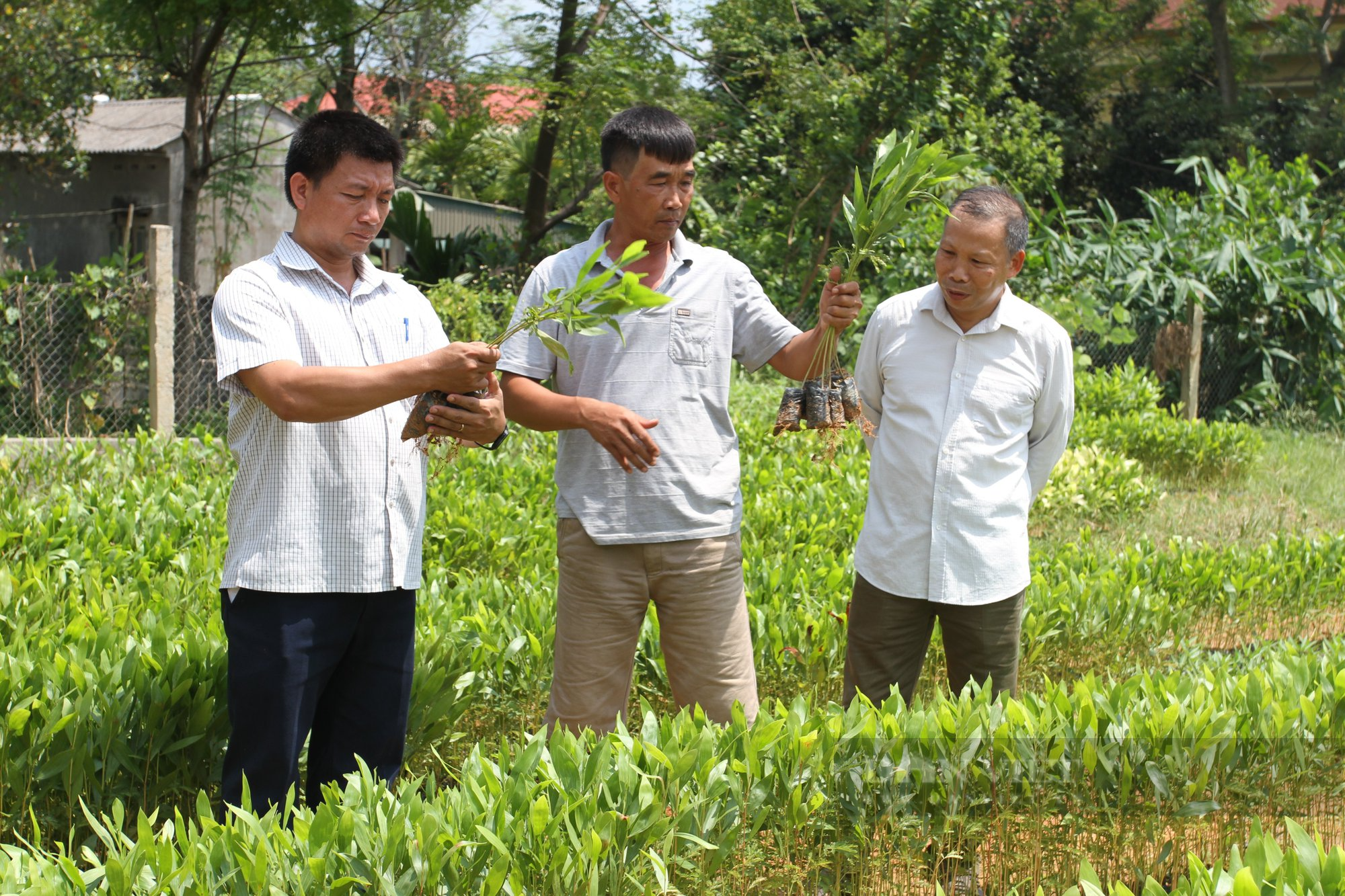 Thái Nguyên: Huyện Phú Lương tái cơ cấu nông nghiệp gắn với phát triển kinh tế nông thôn và giảm nghèo bền vững - Ảnh 4.