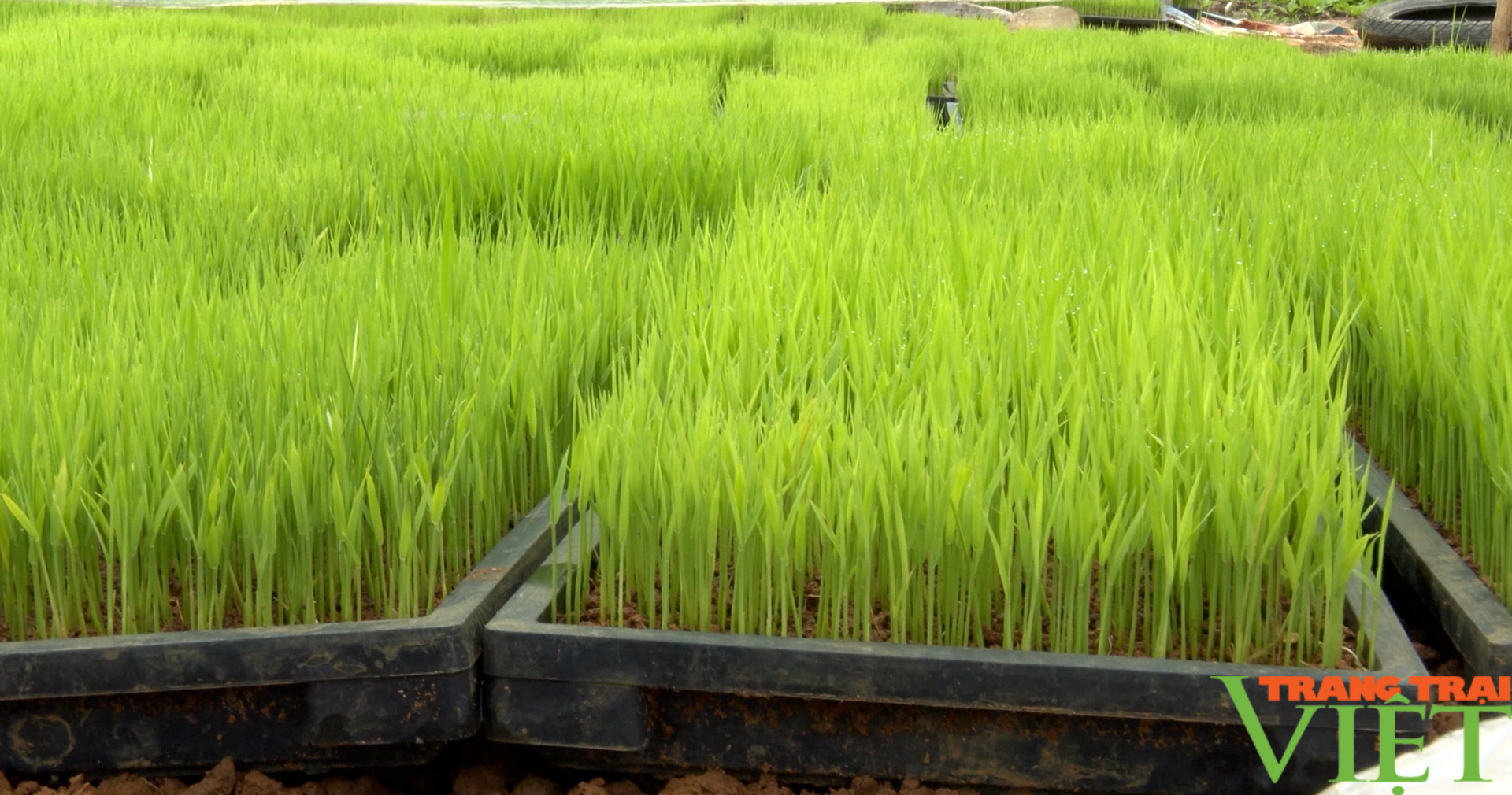 Phù Yên (Sơn La): Nông dân đưa máy cấy lúa vào thử nghiệm - Ảnh 3.