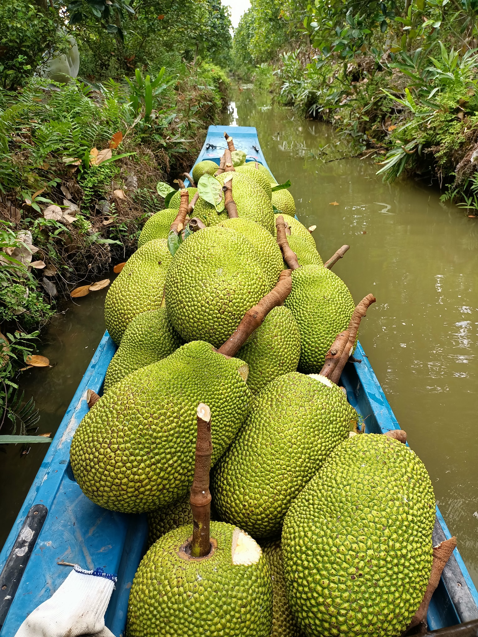 Giá mít Thái hôm nay 12/2: Trồng cỏ trong vườn mít Thái có nhiều lợi ích trong mùa nắng - Ảnh 1.