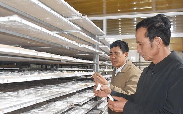 Hải Dương: Đào loại củ gọi là &quot;sâm trắng&quot; đem bán, cứ 1 sào nông dân có ngay 15 triệu đồng