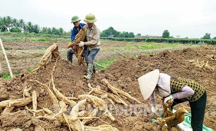 Hải Dương: Đào loại củ gọi là &quot;sâm trắng&quot; đem bán, cứ 1 sào nông dân có ngay 15 triệu đồng - Ảnh 1.