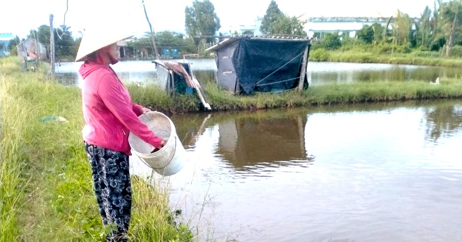 Loài cá chốt xưa cho không ai ham, giờ chị nông dân Long An nuôi thành đặc sản, lời nửa tỷ/năm