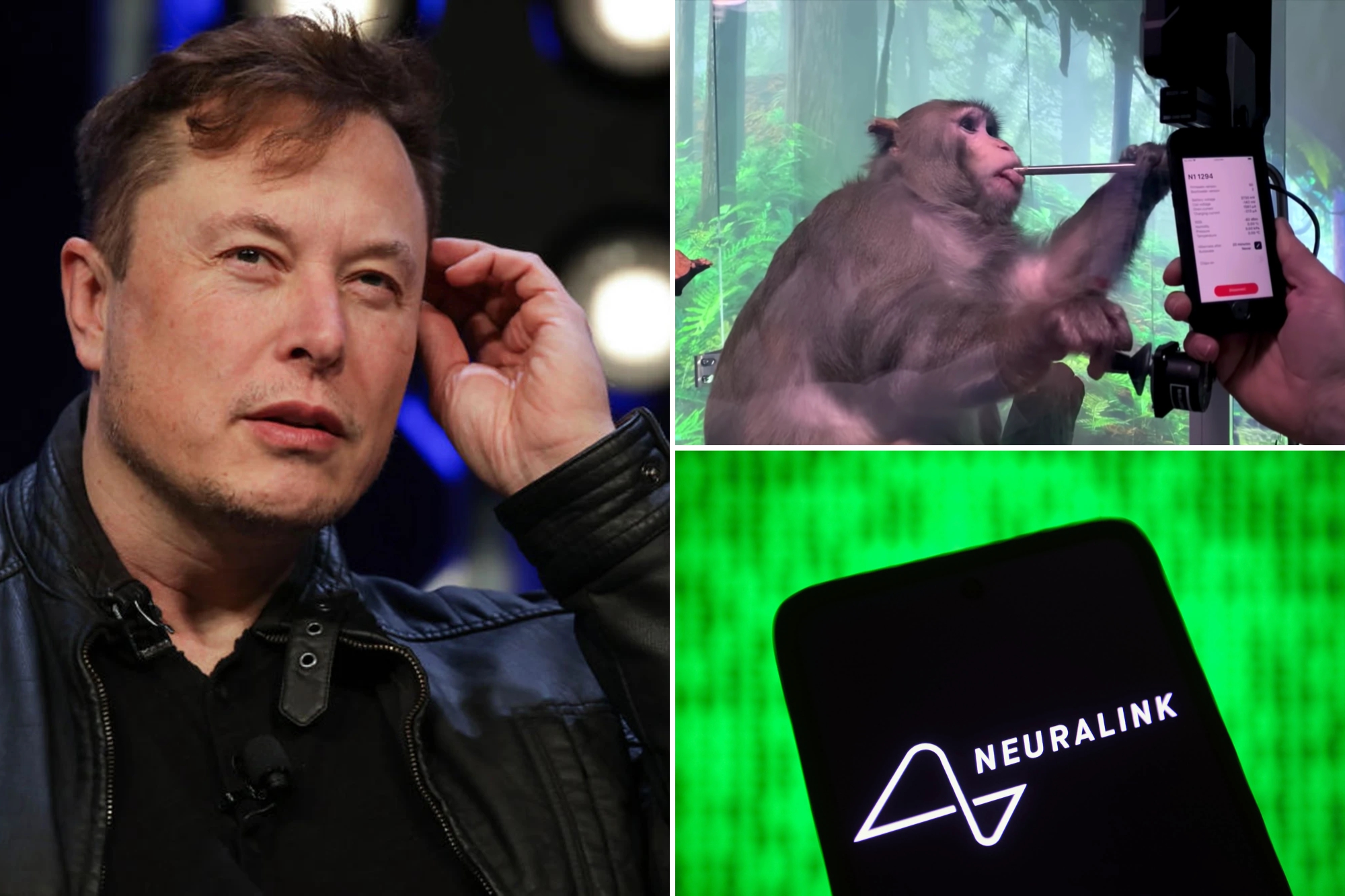 Neuralink của Elon Musk đang bị điều tra vì có thể vận chuyển phần cứng bị ô nhiễm không an toàn. Ảnh: @AFP.