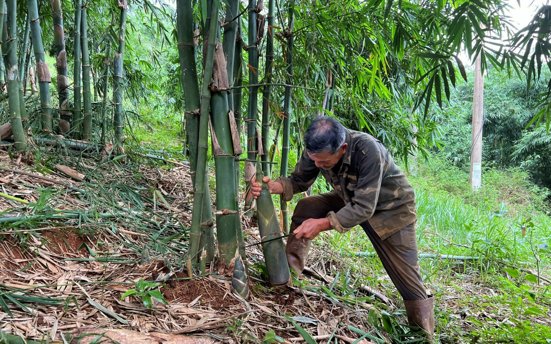 Một tỷ phú nông dân Đắk Nông giàu hẳn lên nhờ trồng tới 17ha tre 4 mùa bán măng