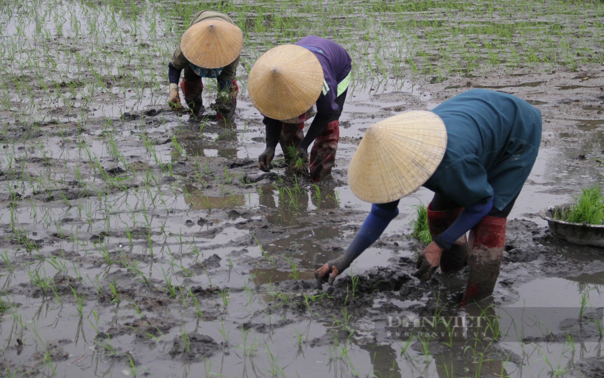 Nghệ An: Còng lưng cấy thuê, cuối ngày chia tiền, phấn khởi với mức thu nhập hơn nửa triệu đồng - Ảnh 1.