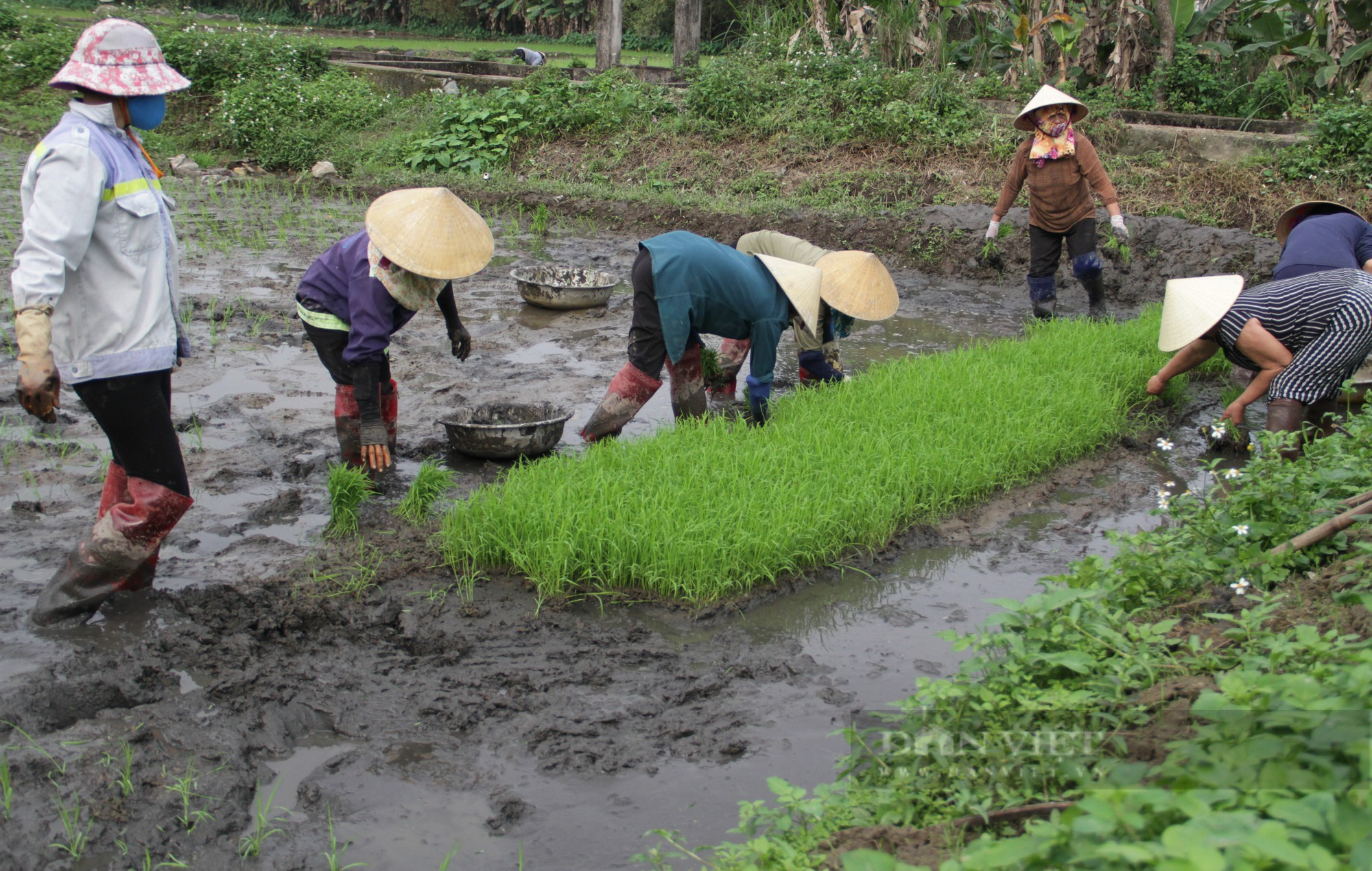 Nghệ An: Còng lưng cấy thuê, cuối ngày chia tiền, phấn khởi với mức thu nhập hơn nửa triệu đồng - Ảnh 2.