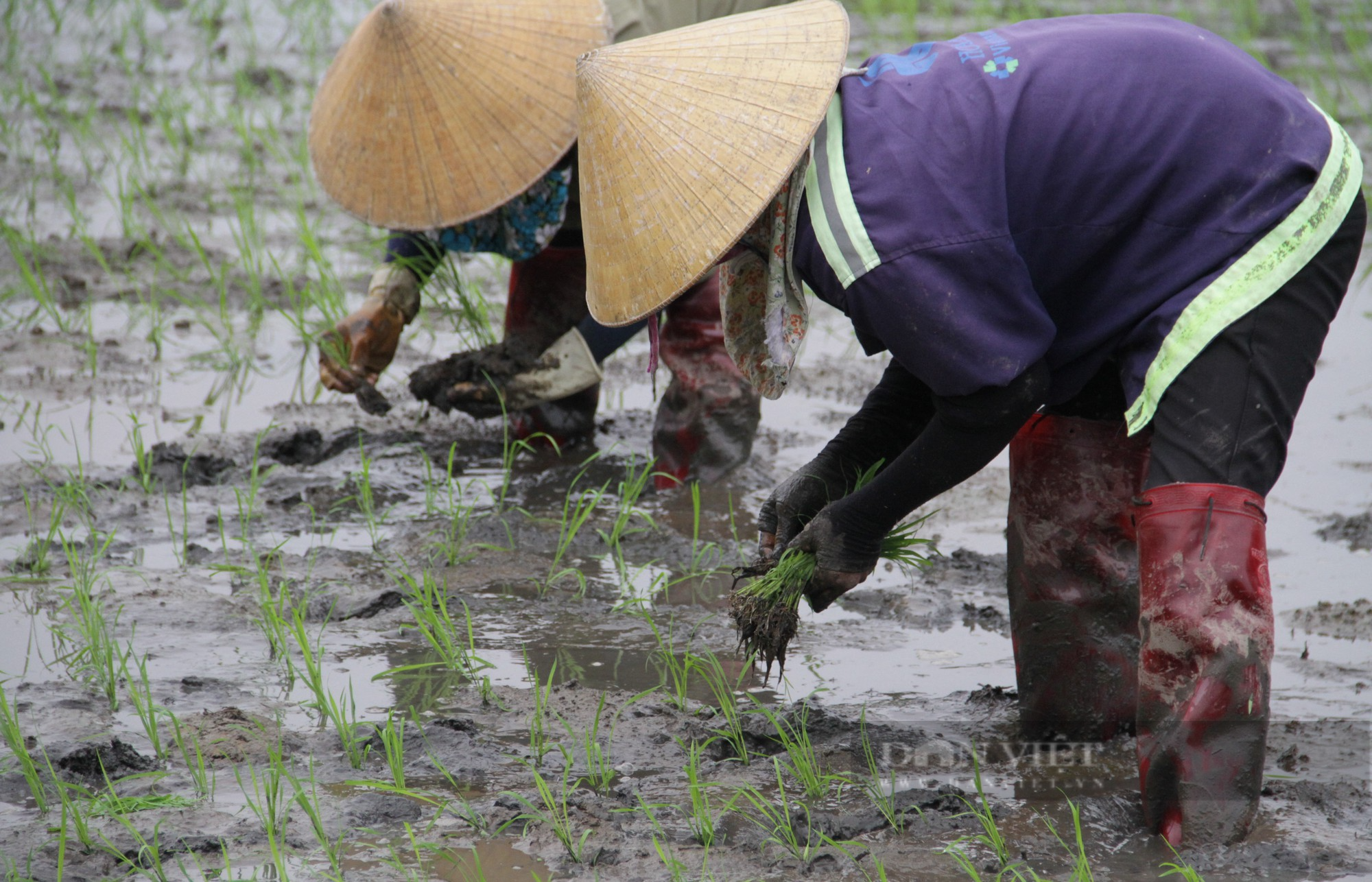 Nghệ An: Còng lưng cấy thuê, cuối ngày chia tiền, phấn khởi với mức thu nhập hơn nửa triệu đồng - Ảnh 3.