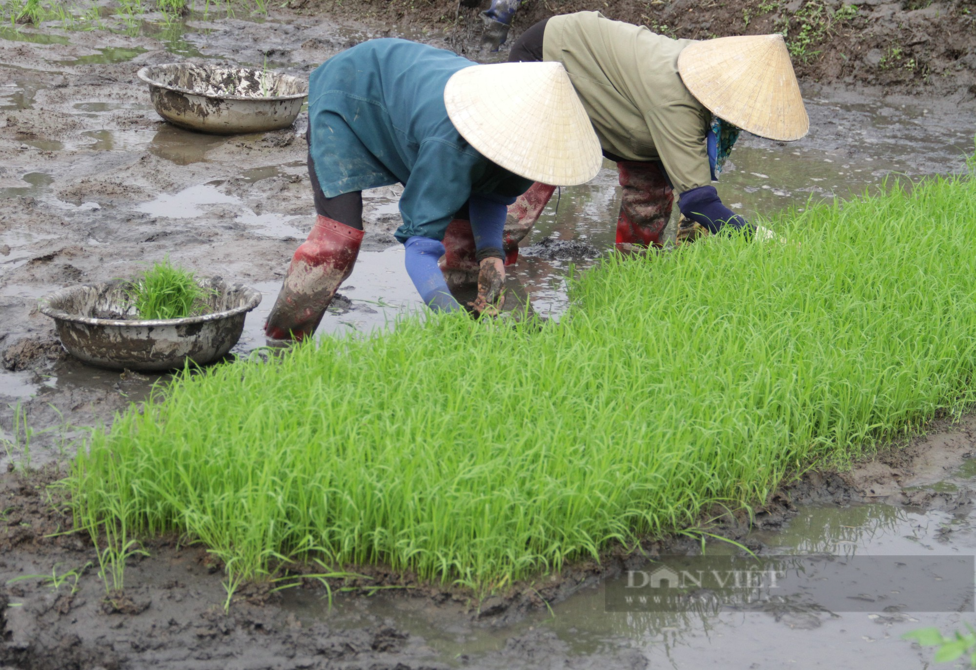 Nghệ An: Còng lưng cấy thuê, cuối ngày chia tiền, phấn khởi với mức thu nhập hơn nửa triệu đồng - Ảnh 4.