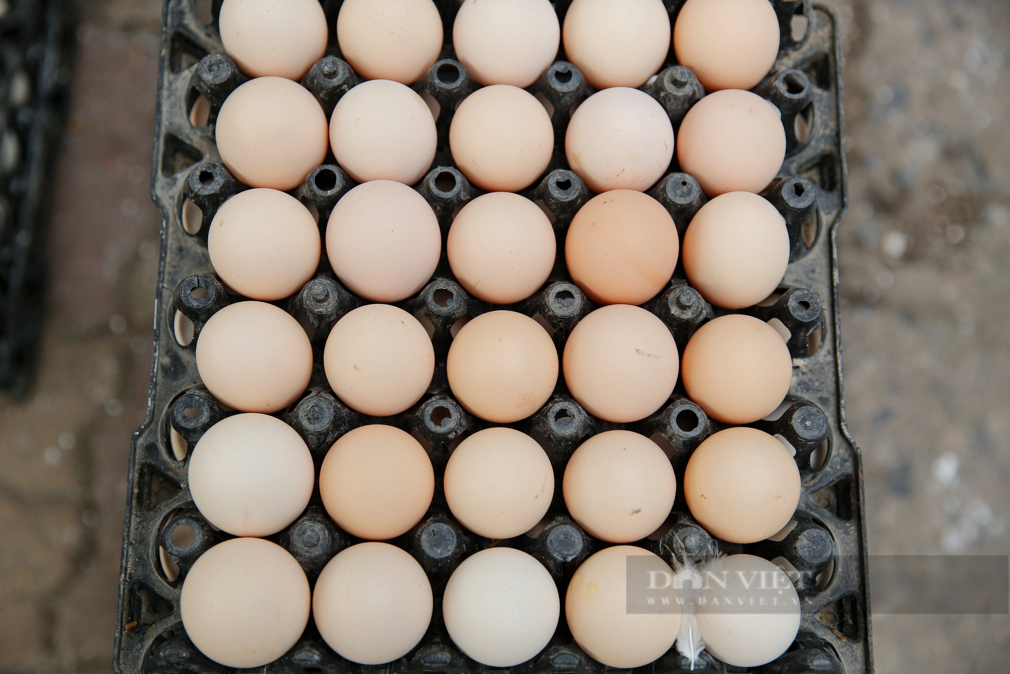 Xuất hiện nhiều điểm giải cứu trứng gà giá 65.000 đồng/30 quả tại Hà Nội - Ảnh 7.
