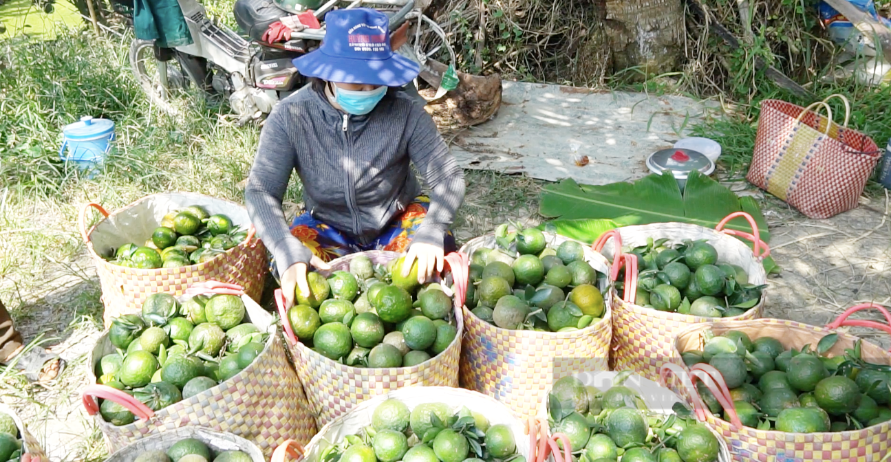 Hội Nông dân tỉnh Vĩnh Long hỗ trợ tiêu thụ cam sành - Ảnh 3.