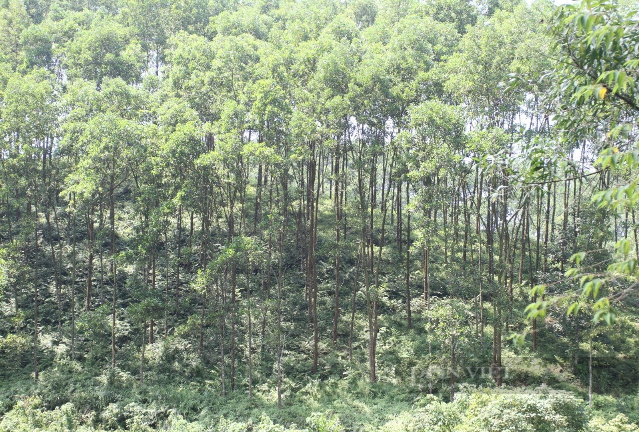Thái Nguyên tăng cường chuyển đổi số trong lâm nghiệp, ứng dụng công nghệ trong quản lý rừng trồng năm 2023 - Ảnh 1.