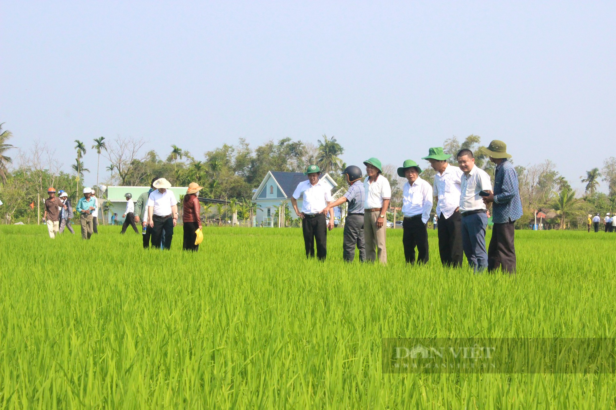 Nông dân Quảng Nam kỳ vọng vụ mùa bội thu khi bón phân hữu cơ sông Gianh - Ảnh 1.