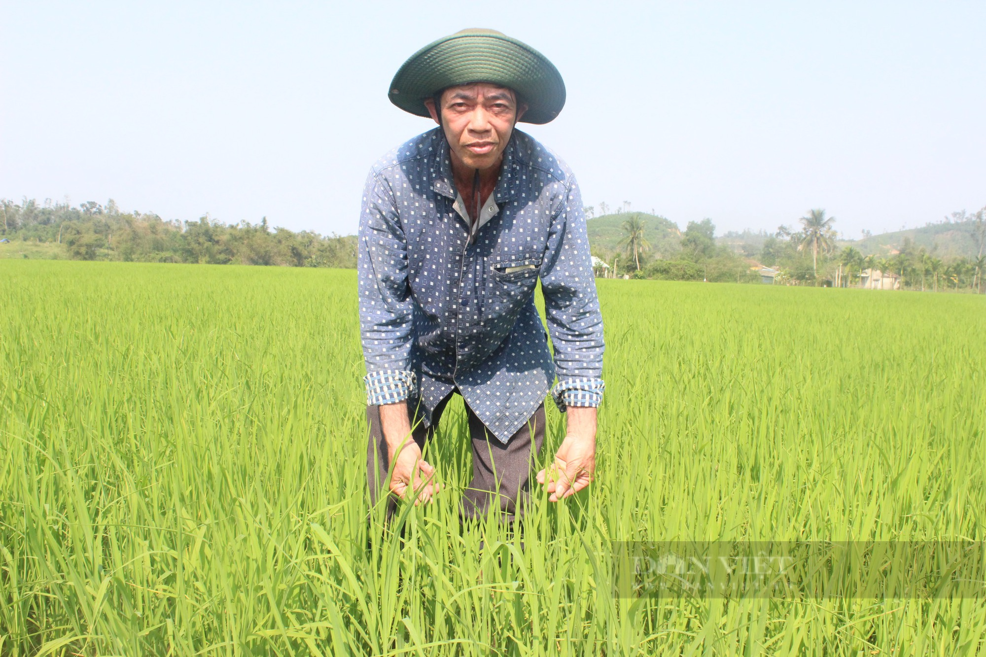 Nông dân Quảng Nam kỳ vọng vụ mùa bội thu khi bón phân hữu cơ sông Gianh - Ảnh 2.