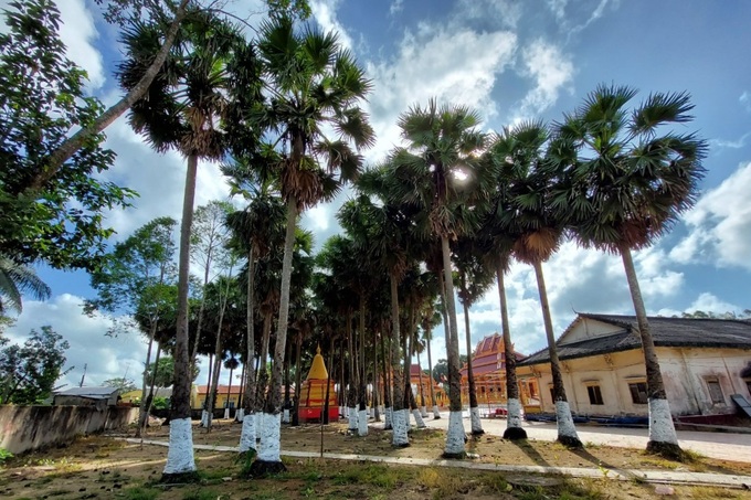 Độc đáo với ngôi chùa Khmer hơn 140 tuổi có hàng trăm cây Thốt Nốt  - Ảnh 6.