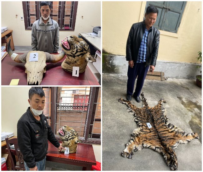 Nghe An: 3 subjects seized 9 tiger skins - Photo 2.