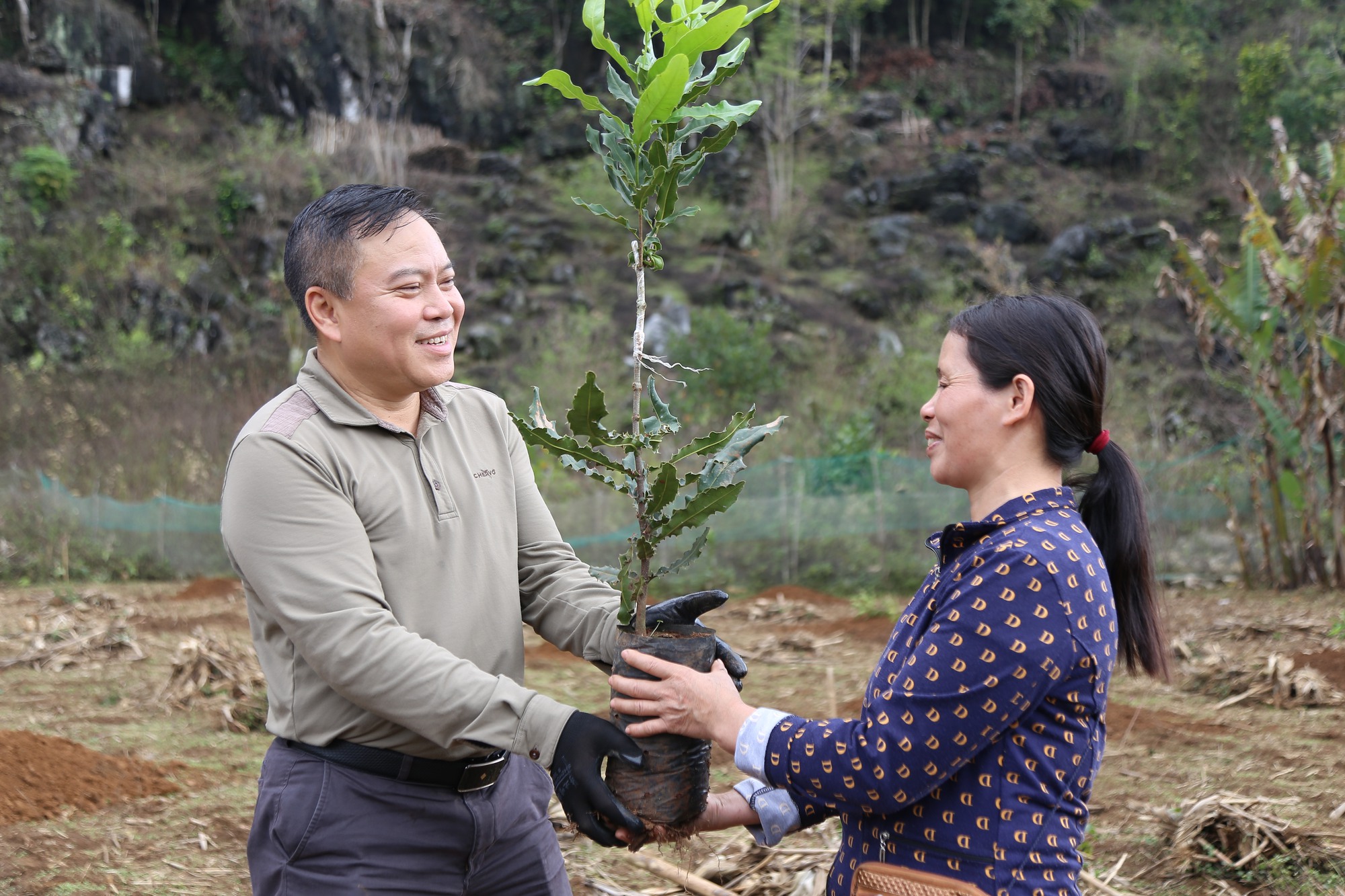 Giống cây mắc ca mang hy vọng xóa nghèo cho người dân Lạng Sơn  - Ảnh 3.