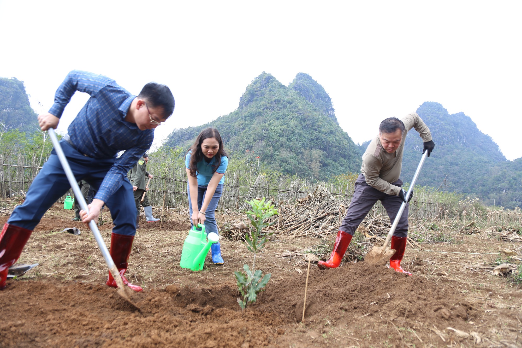 Giống cây mắc ca mang hy vọng xóa nghèo cho người dân Lạng Sơn  - Ảnh 4.