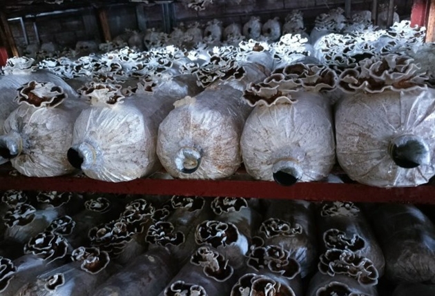Nấm vân chi là loại nấm gì mà ở một đơn vị khuyến nông ở Vĩnh Phúc trồng thành công, bán 1,2-1,5 triệu/kg - Ảnh 1.