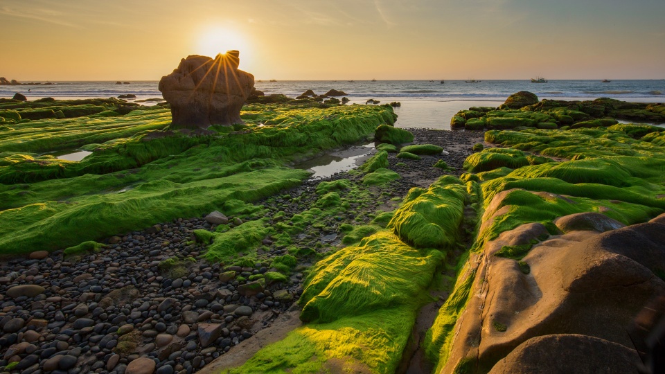 Hai bãi biển ở Việt Nam thuộc top biển phủ xanh rêu đẹp mê mẩn nhất thế giới - Ảnh 1.