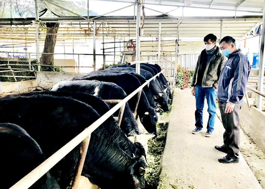 Chia sẻ với hơn 68 về mô hình nuôi bò 3b mới nhất  Tin học Đông Hòa