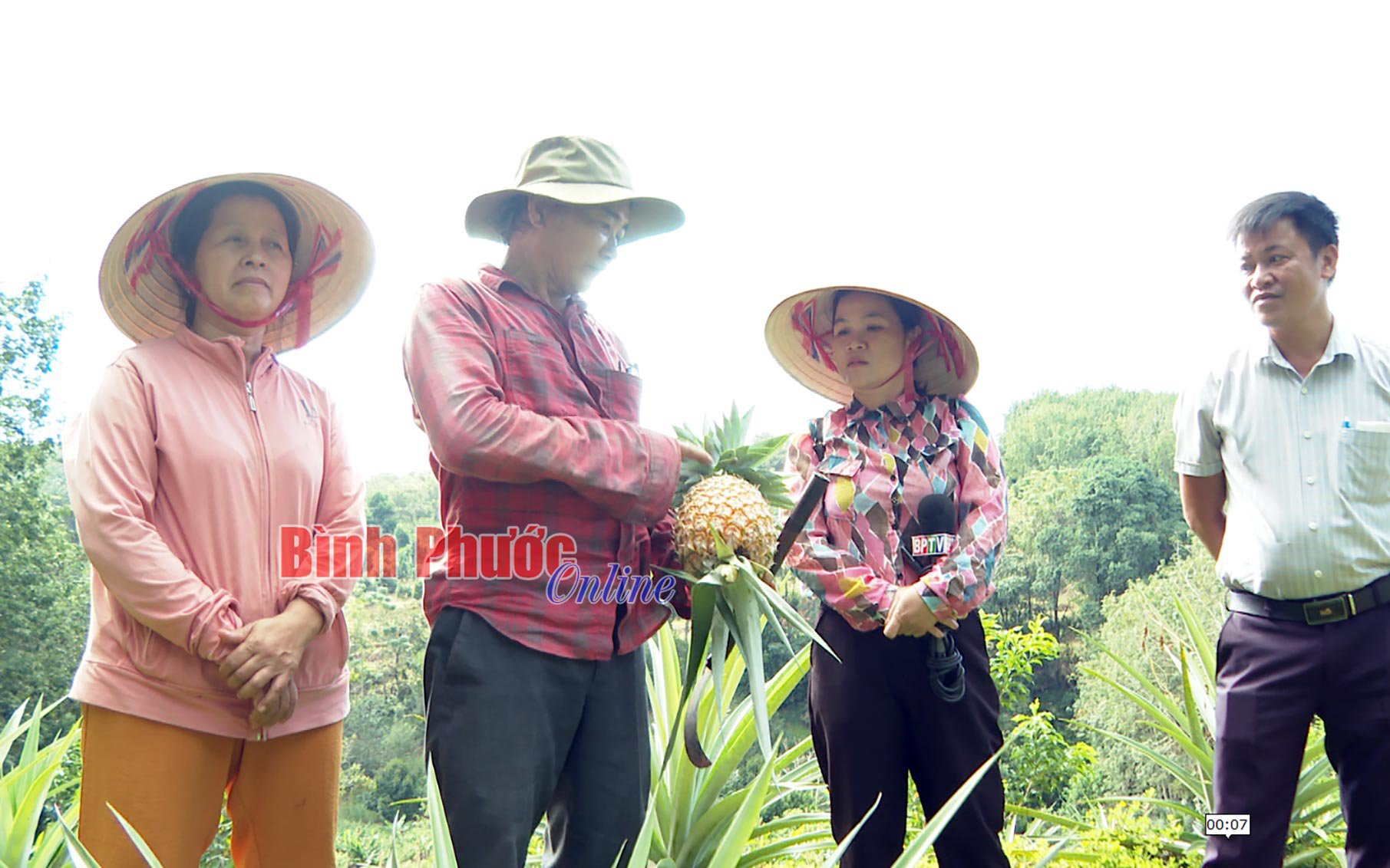 Thơm tây thực ra là quả gì mà nông dân Bình Phước cứ trồng nhiều nhiều là thu hàng trăm triệu?