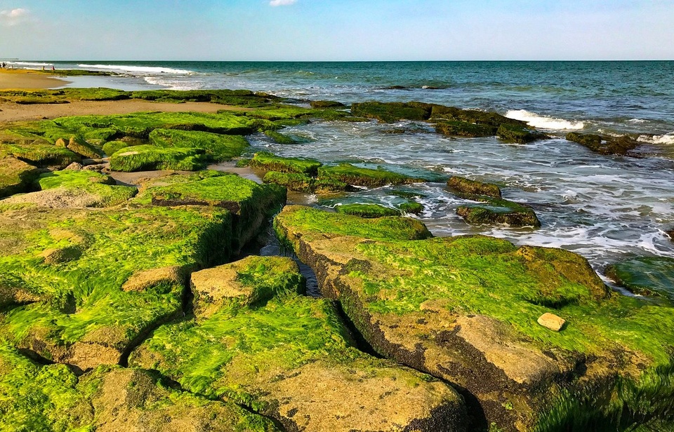 Hai bãi biển ở Việt Nam thuộc top biển phủ xanh rêu đẹp mê mẩn nhất thế giới - Ảnh 8.