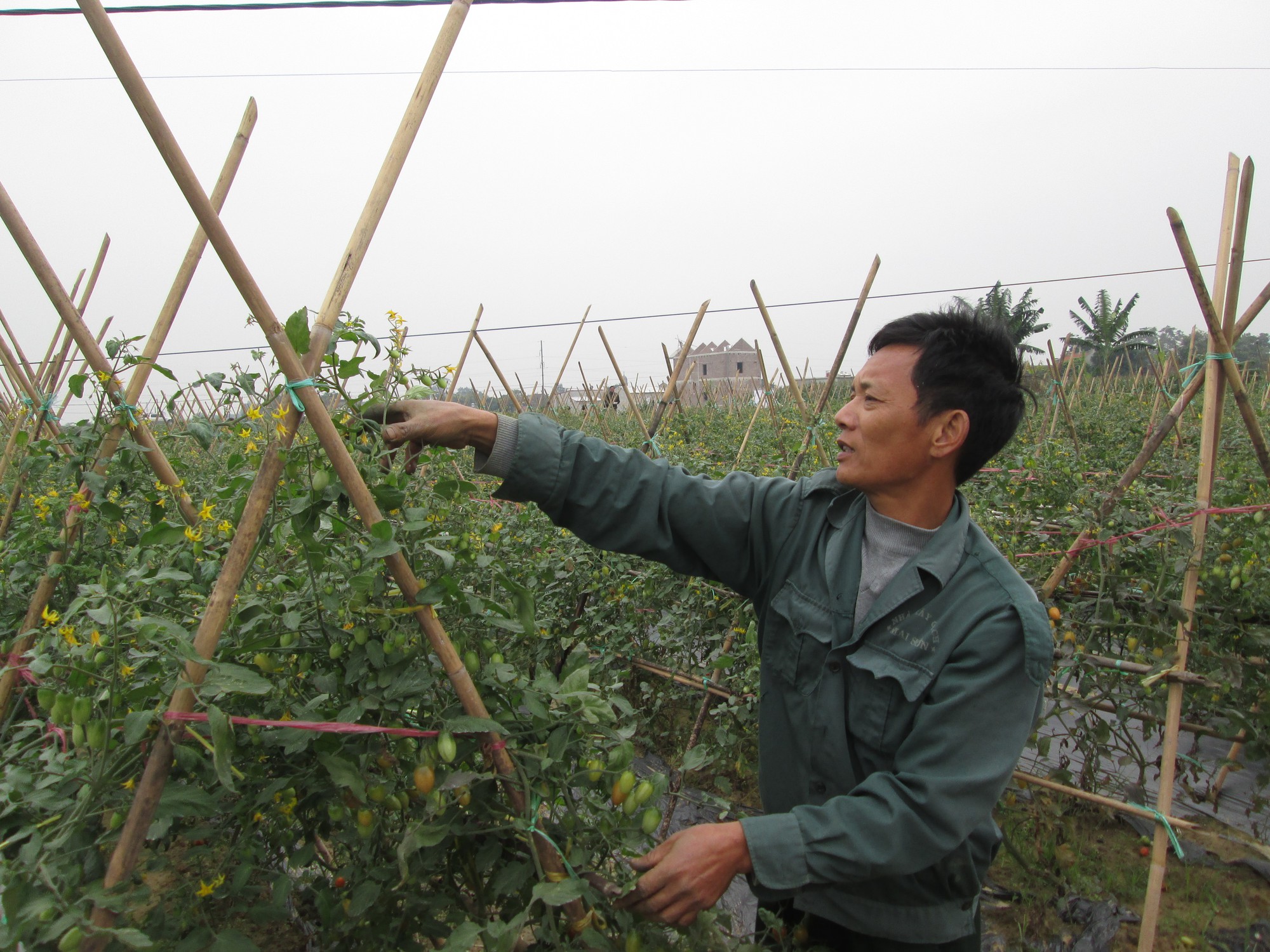 Chuyển đổi số trong hoạt động của Hội Nông dân tỉnh Ninh Bình, hỗ trợ hội viên dán tem truy xuất nguồn gốc nông sản - Ảnh 4.