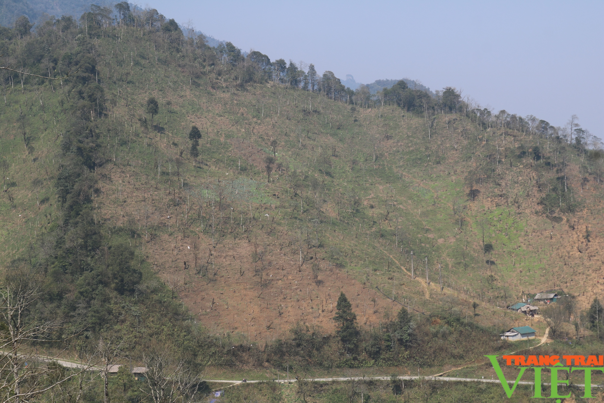 Diện tích rừng ở Sa Pa bị lấn chiếm trồng su su - Ảnh 2.