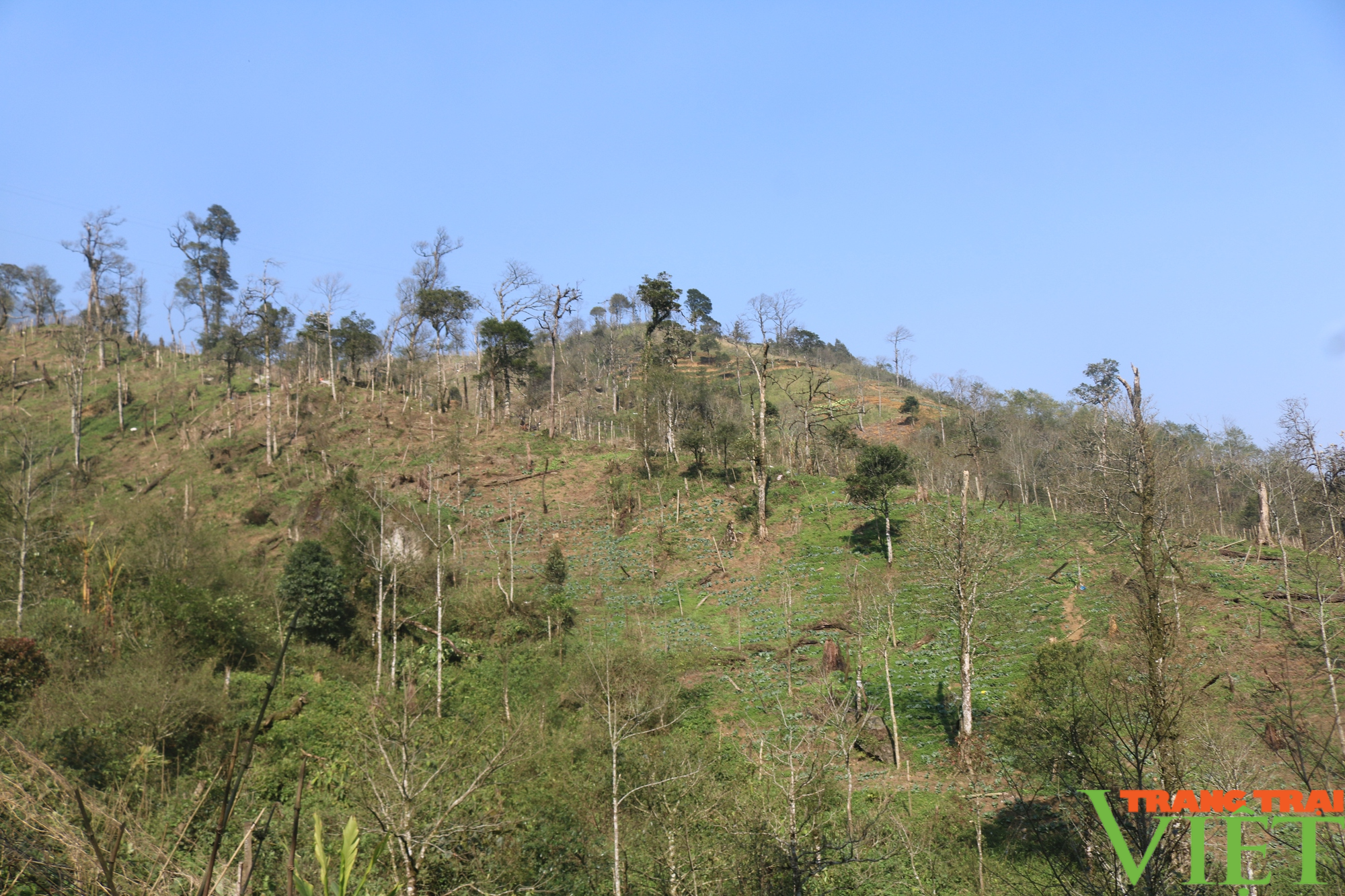 Diện tích rừng ở Sa Pa bị lấn chiếm trồng su su - Ảnh 3.
