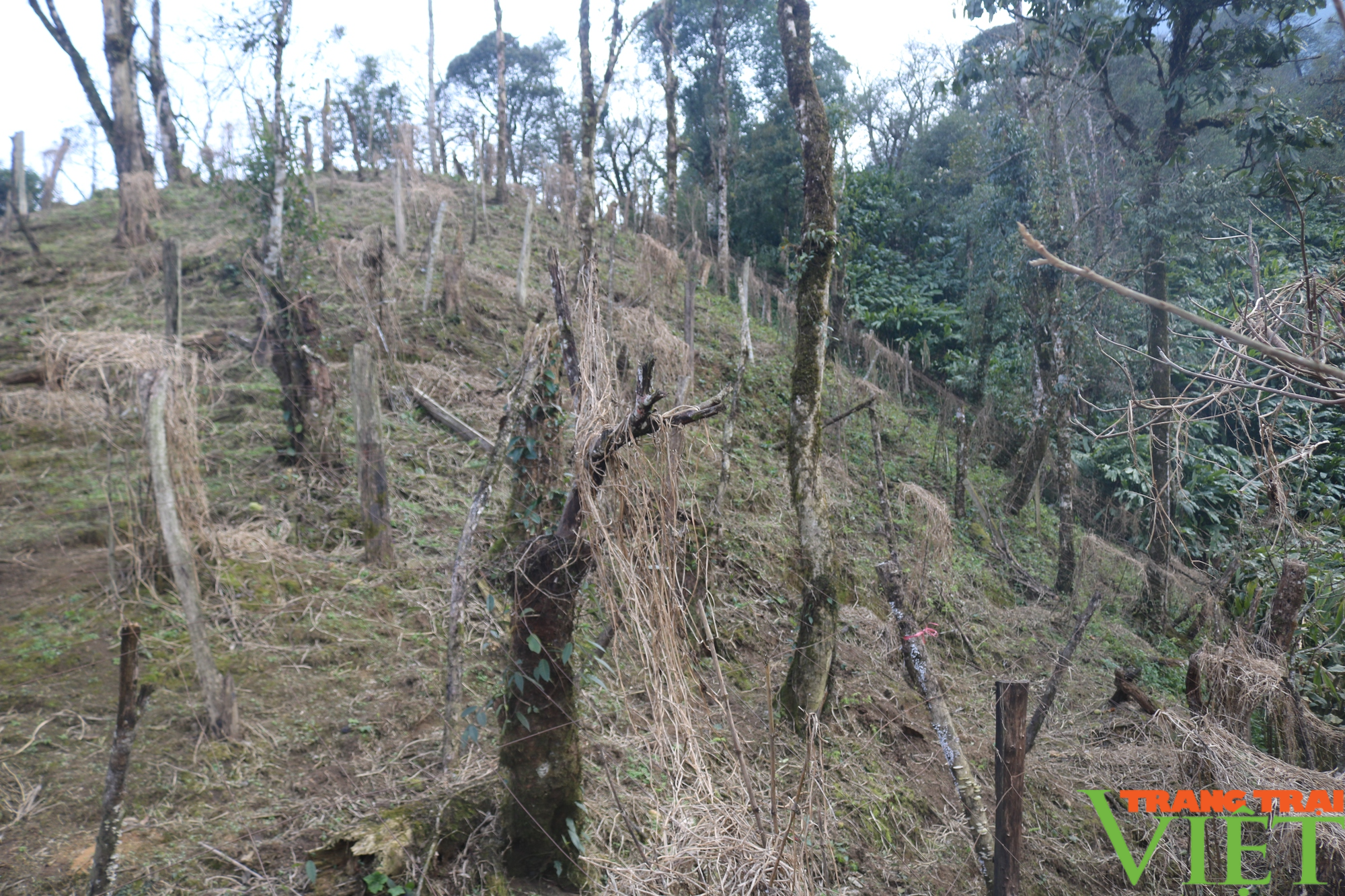 Diện tích rừng ở Sa Pa bị lấn chiếm trồng su su - Ảnh 5.