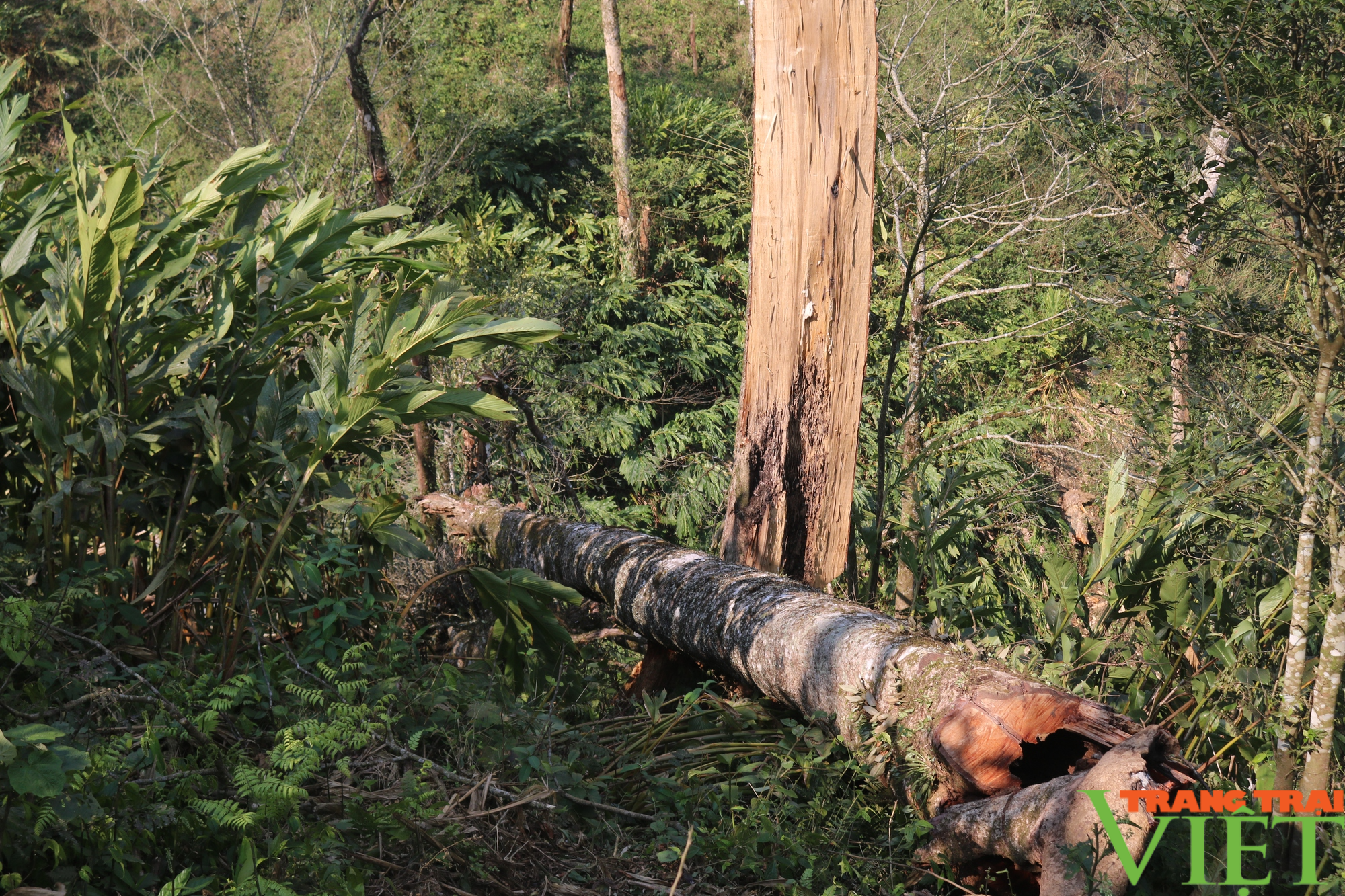 Diện tích rừng ở Sa Pa bị lấn chiếm trồng su su - Ảnh 11.