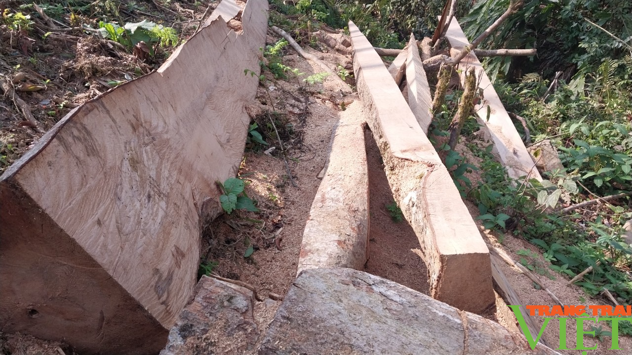 Diện tích rừng ở Sa Pa bị lấn chiếm trồng su su - Ảnh 12.