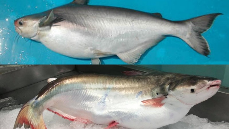 Loài cá &quot;nhát chết&quot; là đặc sản ở Việt Nam ăn cực kỳ tốt cho sức khỏe, nhưng càng ngày càng hiếm - Ảnh 12.